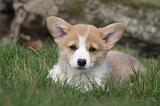 CORGI PEMBROKE 1194